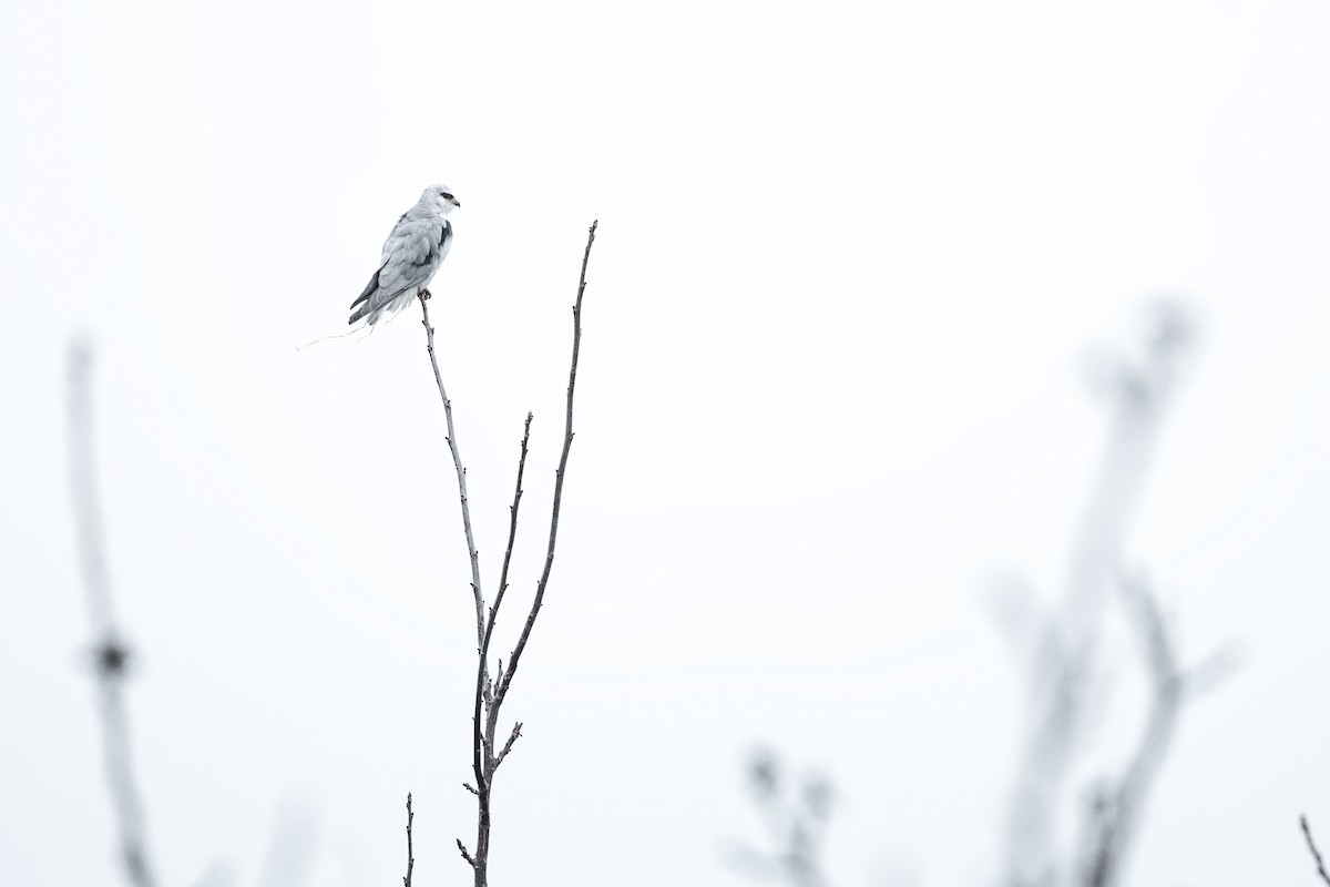 Black-winged Kite - Alper Tüydeş