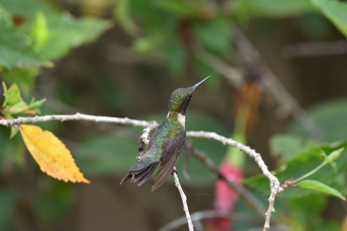 Ruby-throated Hummingbird - ML615091207