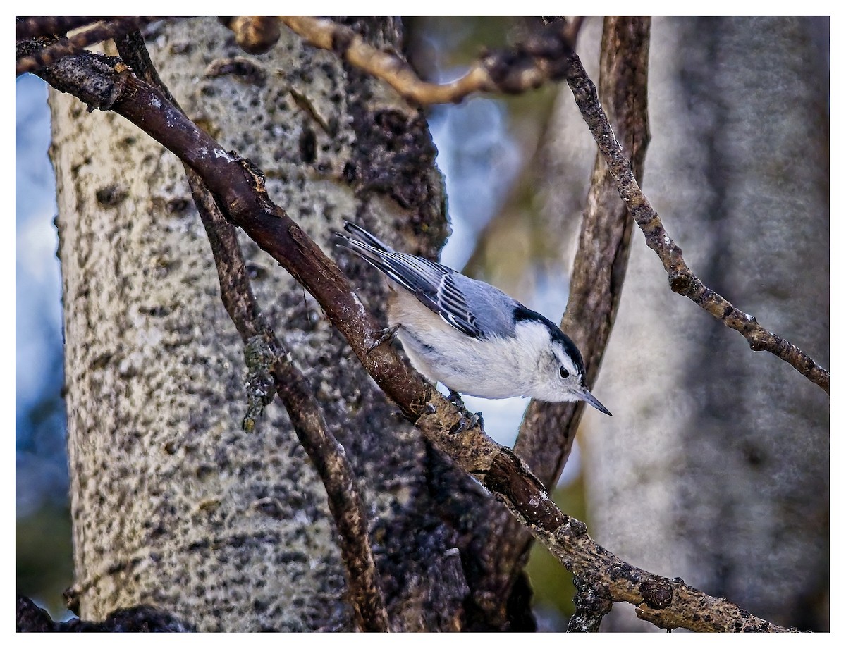 White-breasted Nuthatch - ML615091216