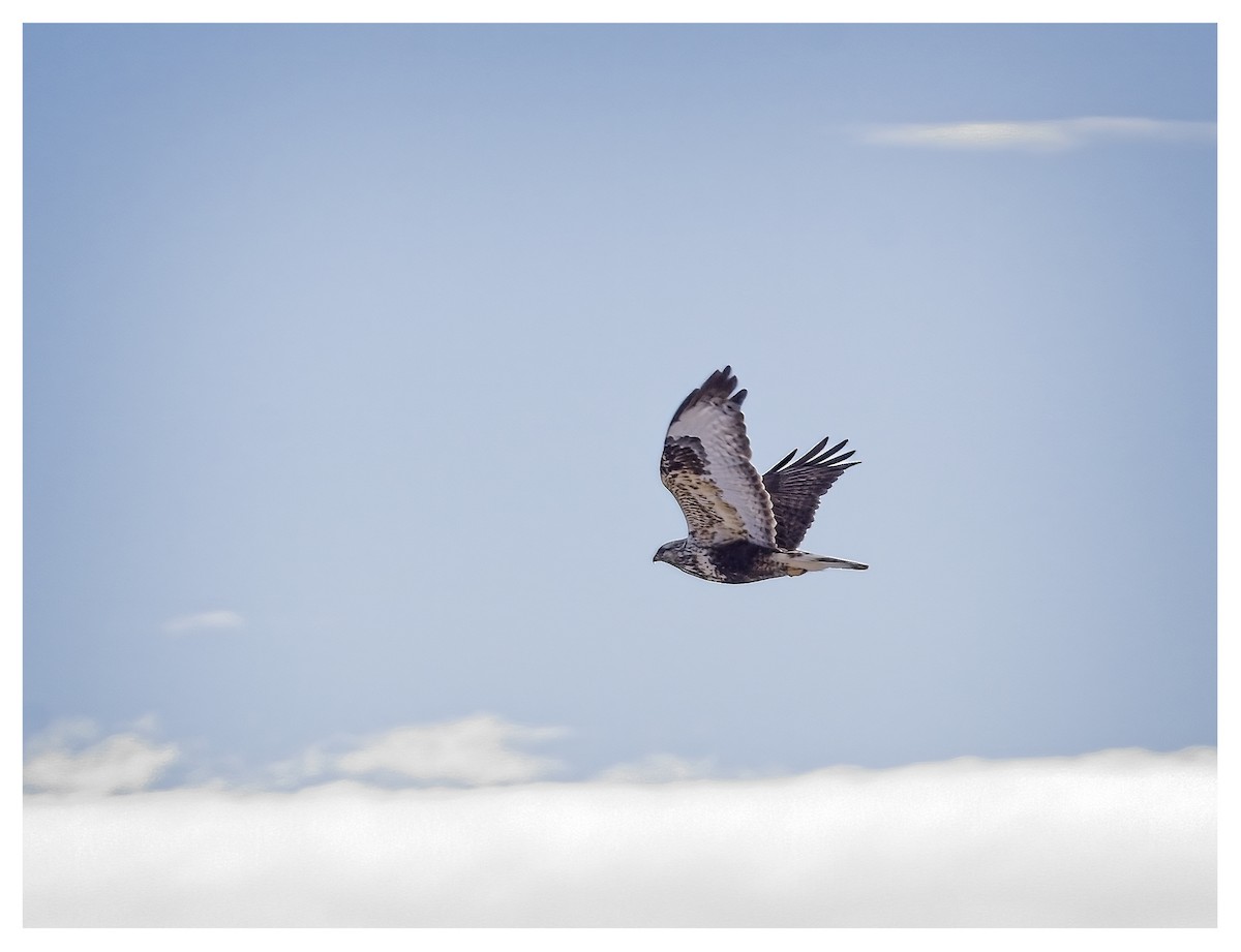 Rough-legged Hawk - ML615091287