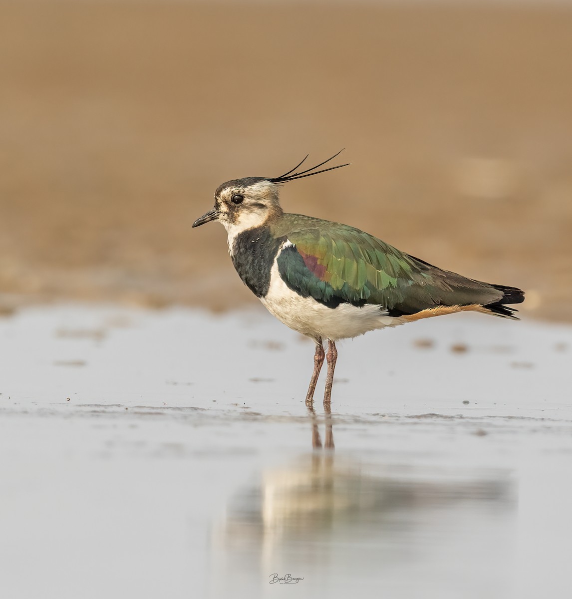 Northern Lapwing - ML615091297