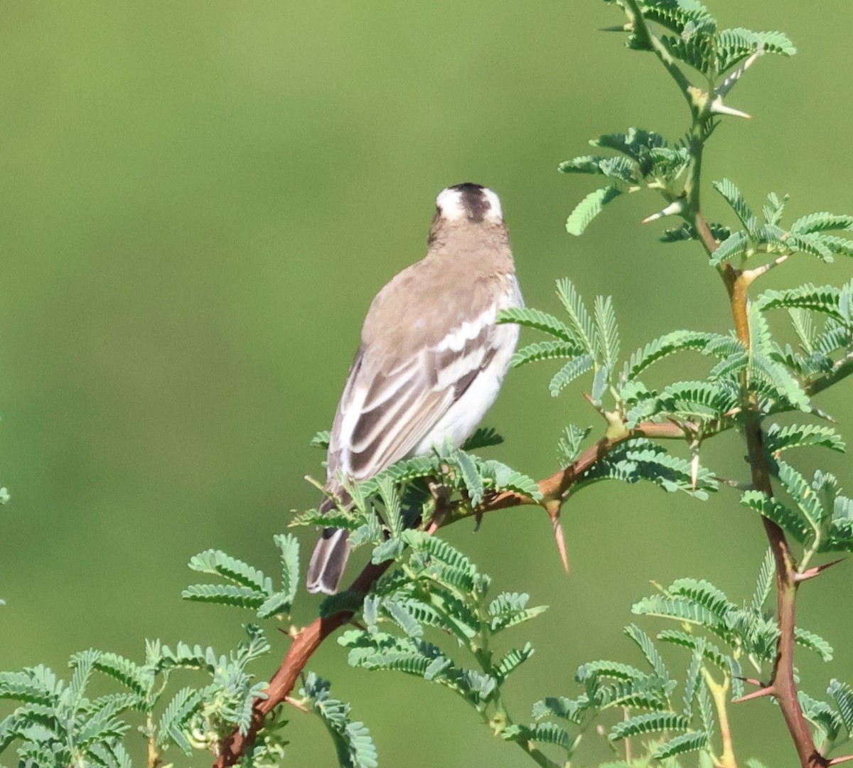 White-browed Sparrow-Weaver - ML615091337