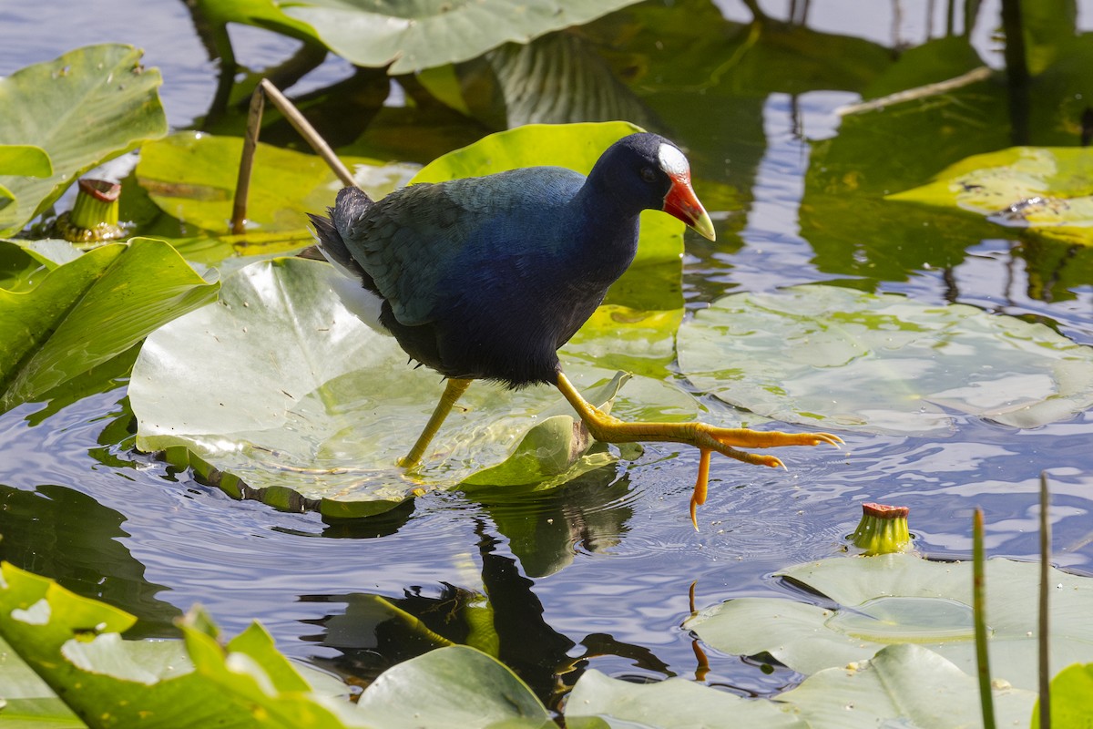 Purple Gallinule - ML615091366