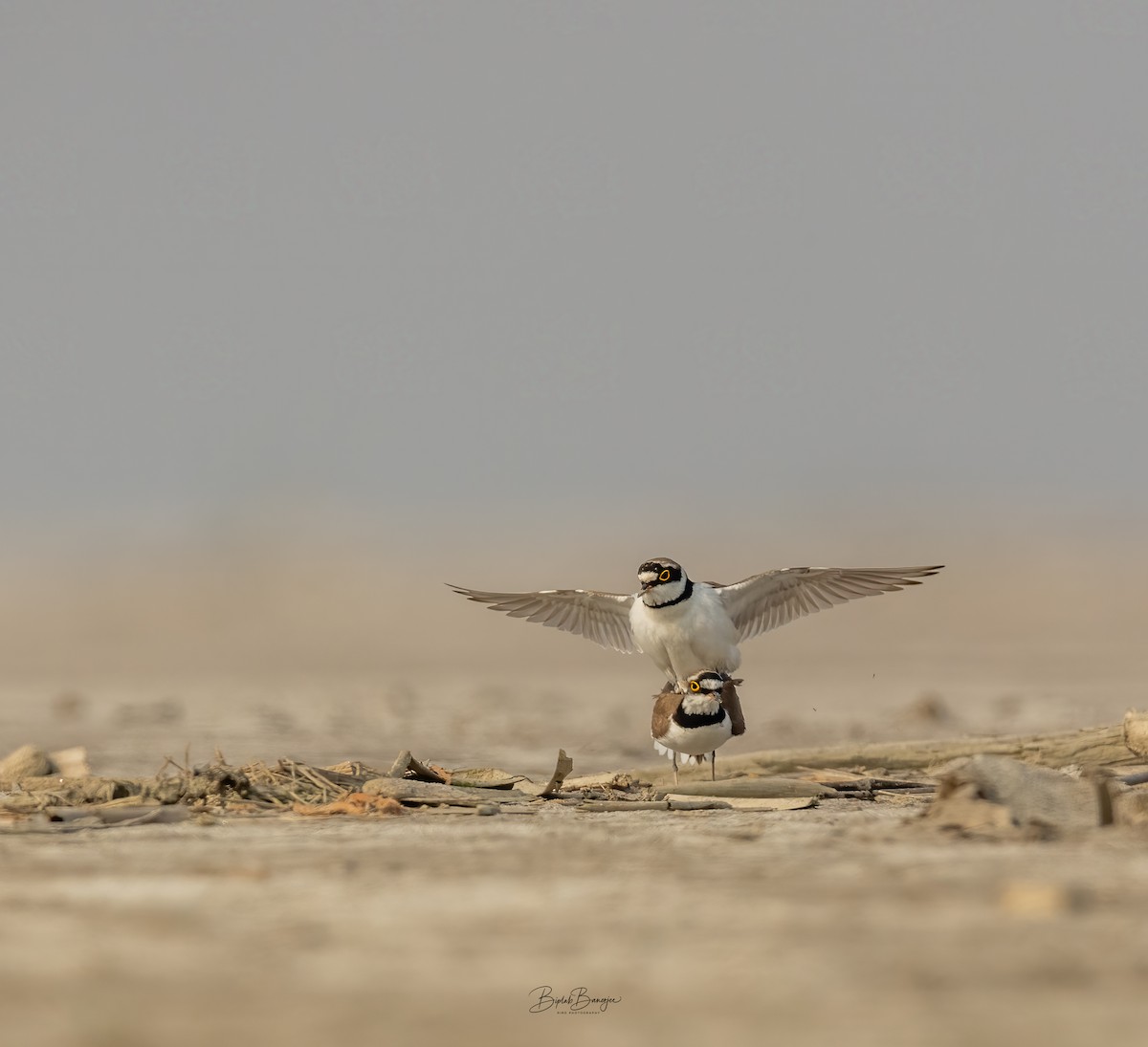 Little Ringed Plover - ML615091371