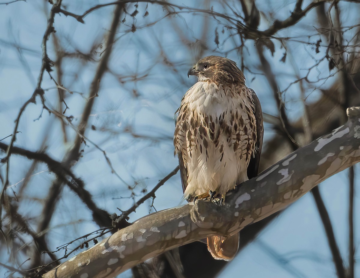 Red-tailed Hawk - ML615091386