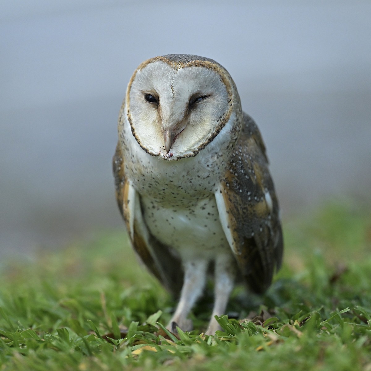 Barn Owl - ML615091419