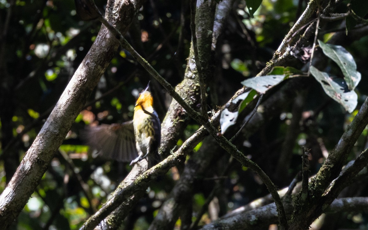 Gilded Barbet - ML615091474