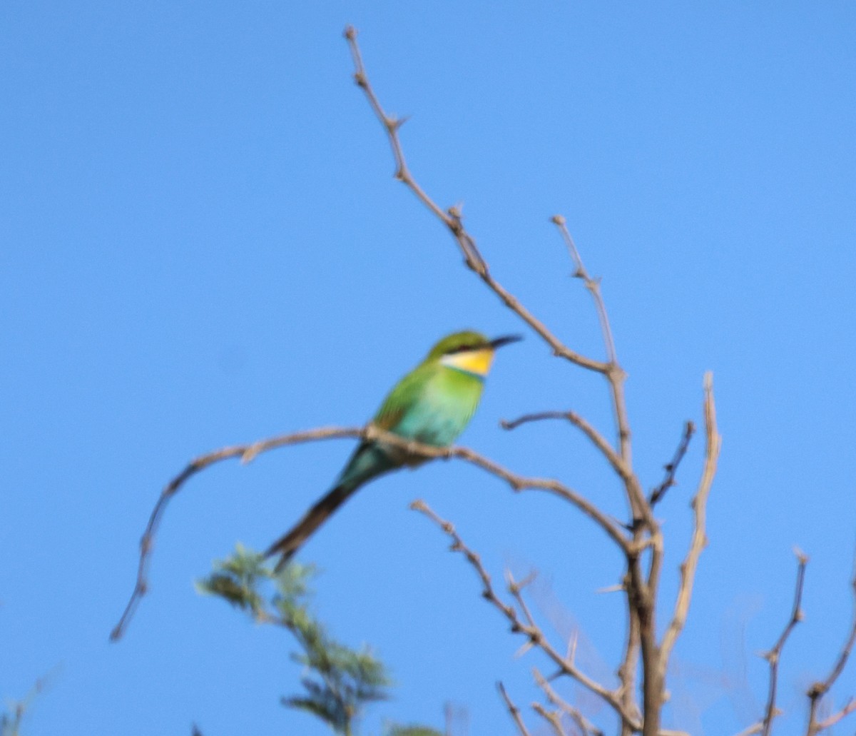 Swallow-tailed Bee-eater - ML615091561