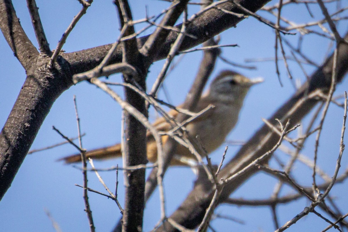 Dusky-tailed Canastero - ML615091573