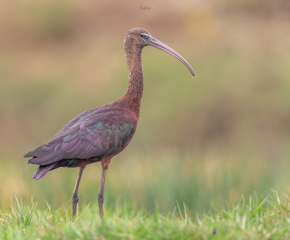 Glossy Ibis - ML615091591