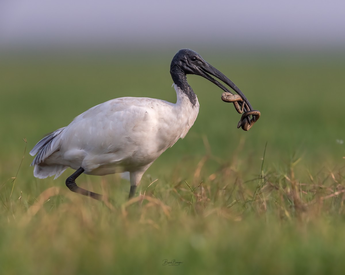 ibis černohlavý - ML615091604