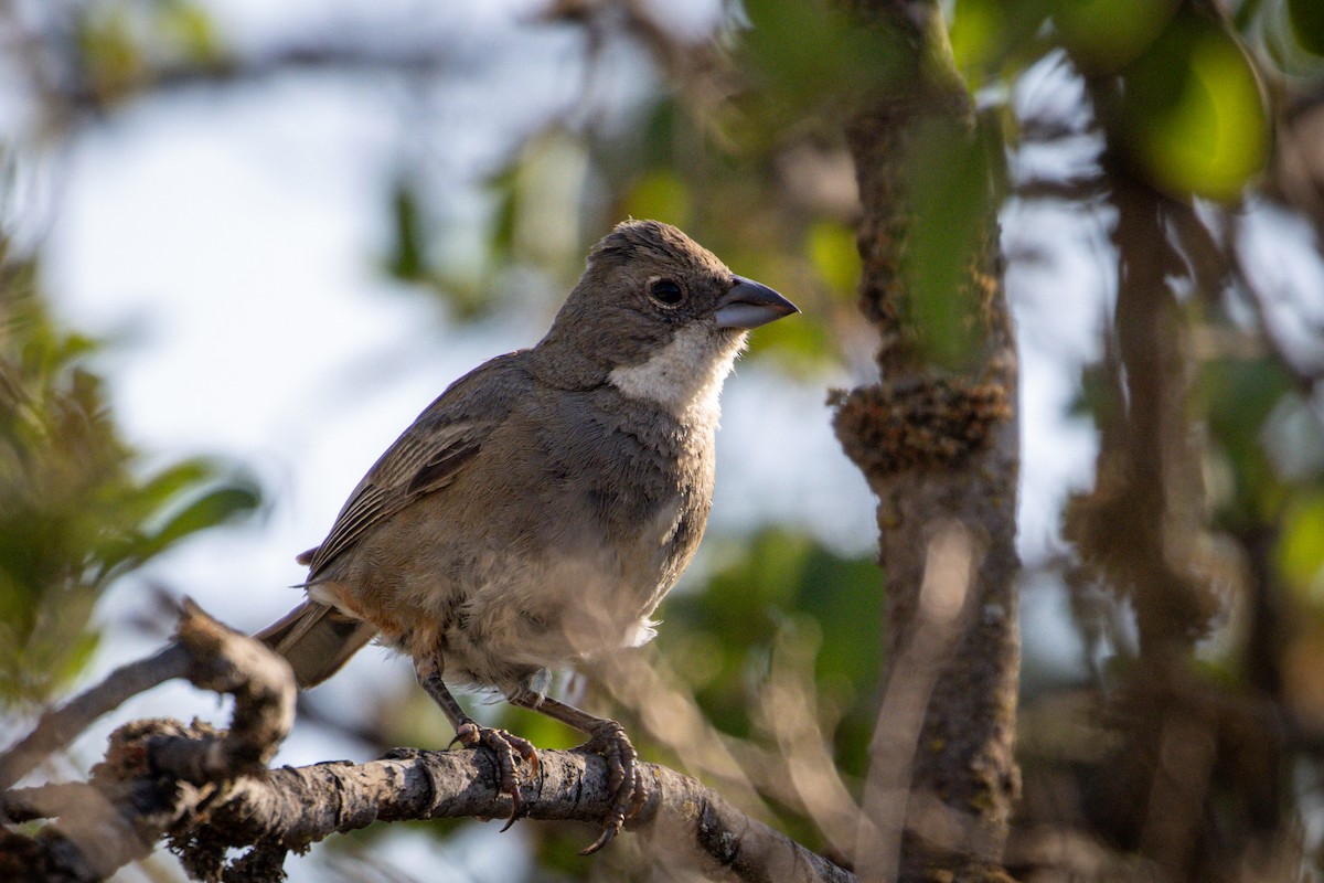 Diuca Finch - ML615091611