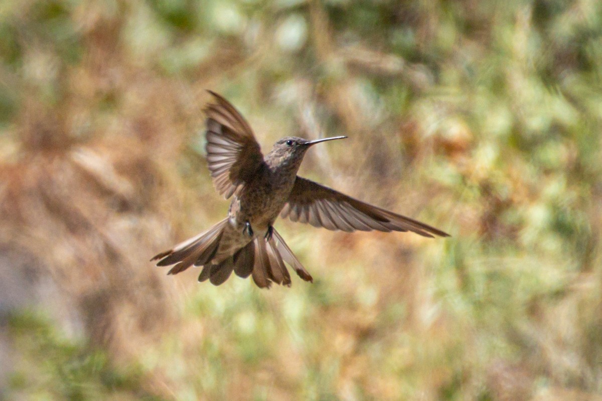 Colibrí Gigante - ML615091629