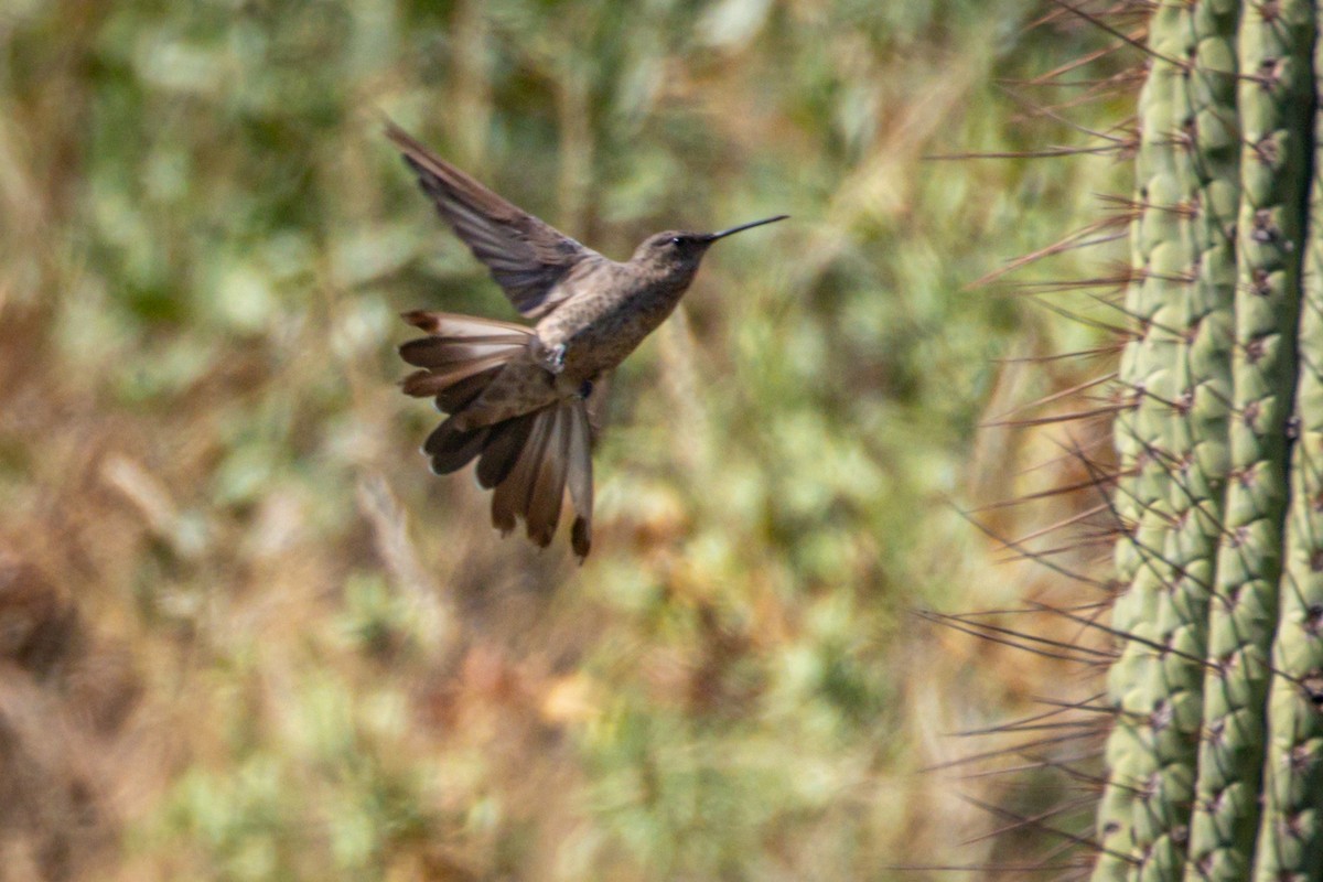 Giant Hummingbird - ML615091631