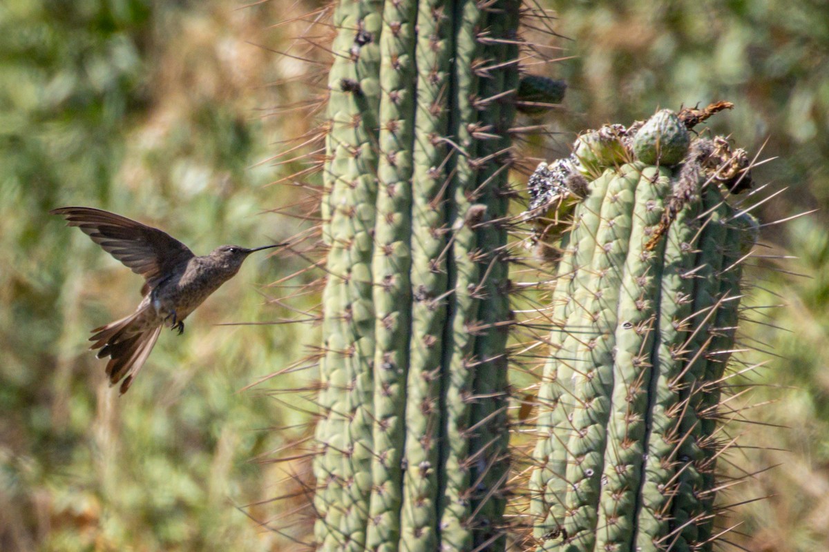 Giant Hummingbird - ML615091632