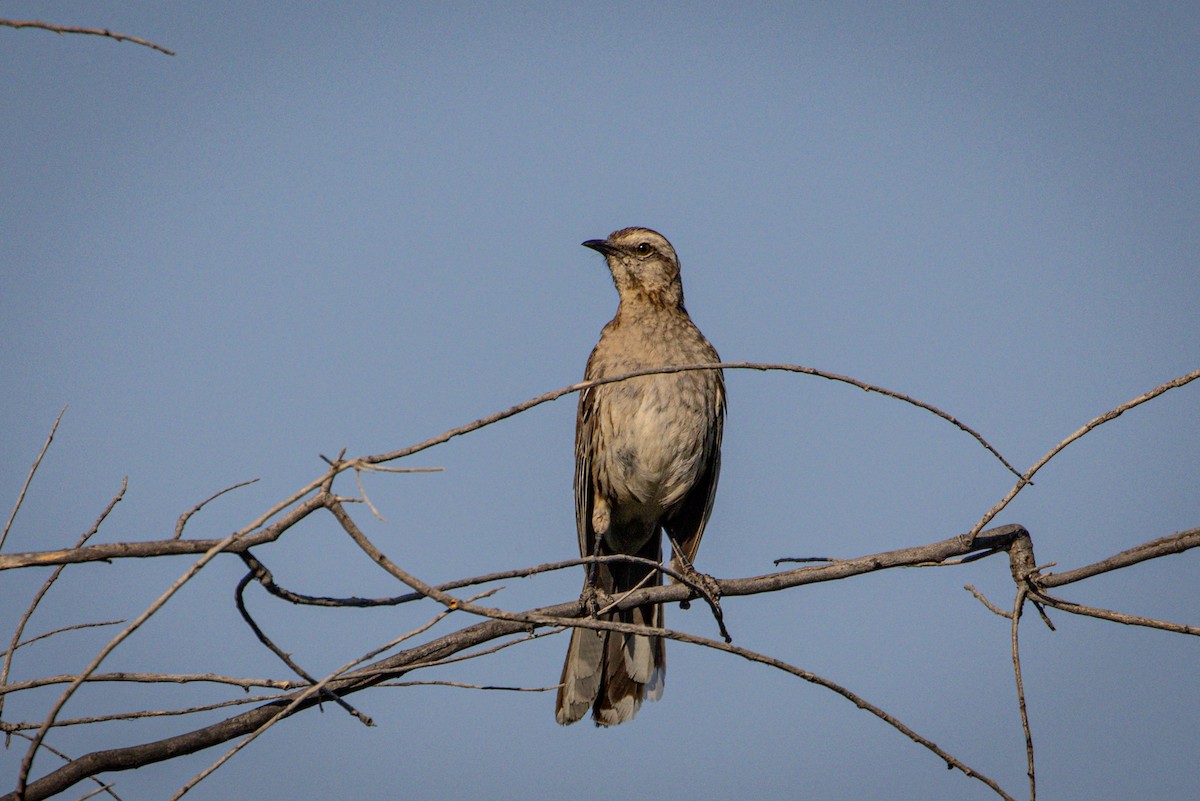 Chilean Mockingbird - ML615091639