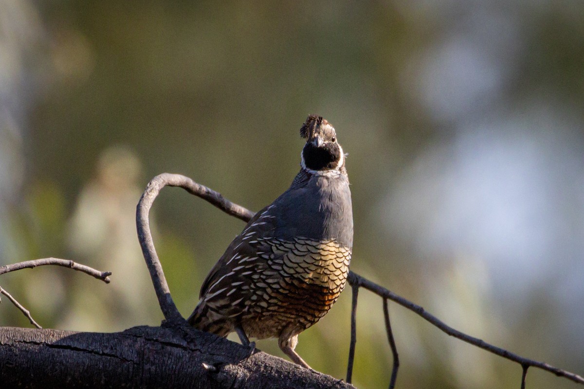 California Quail - ML615091642