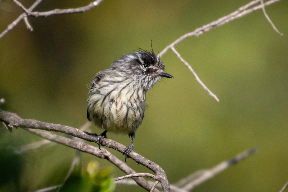 Taurillon mésange - ML615091663