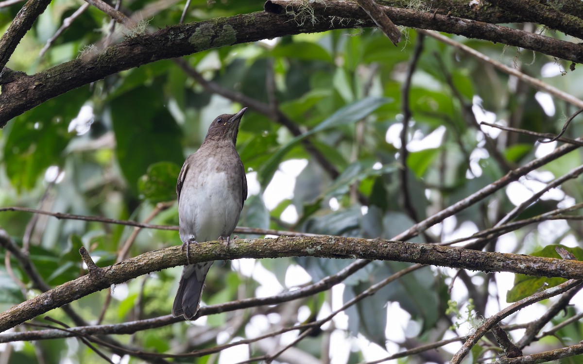 Black-billed Thrush (Amazonian) - ML615091675