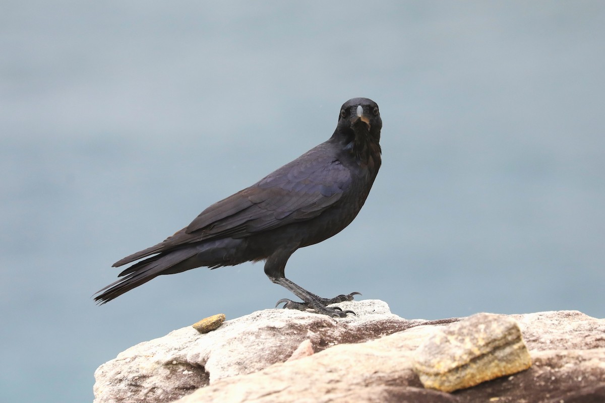 Australian Raven - Steven Edwards