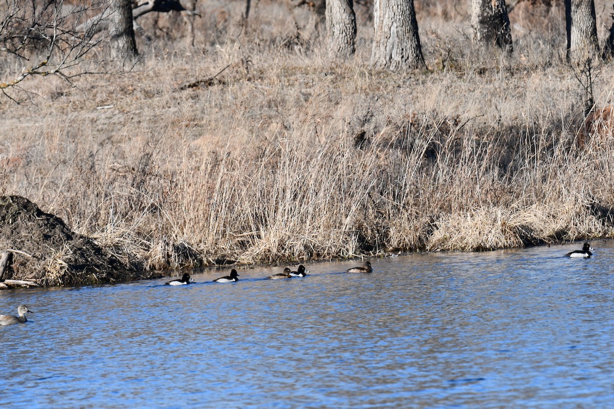 Ring-necked Duck - ML615091754