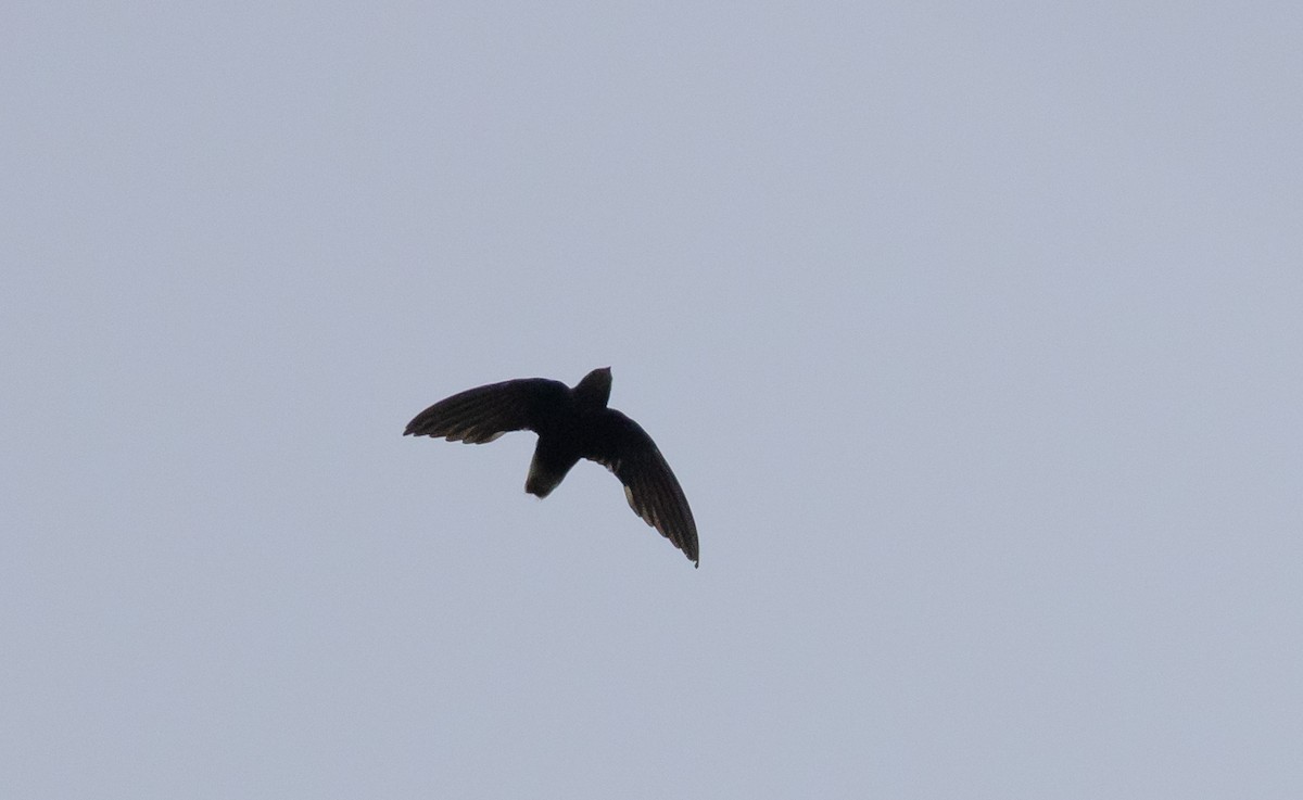 Short-tailed Swift (Short-tailed) - Jay McGowan