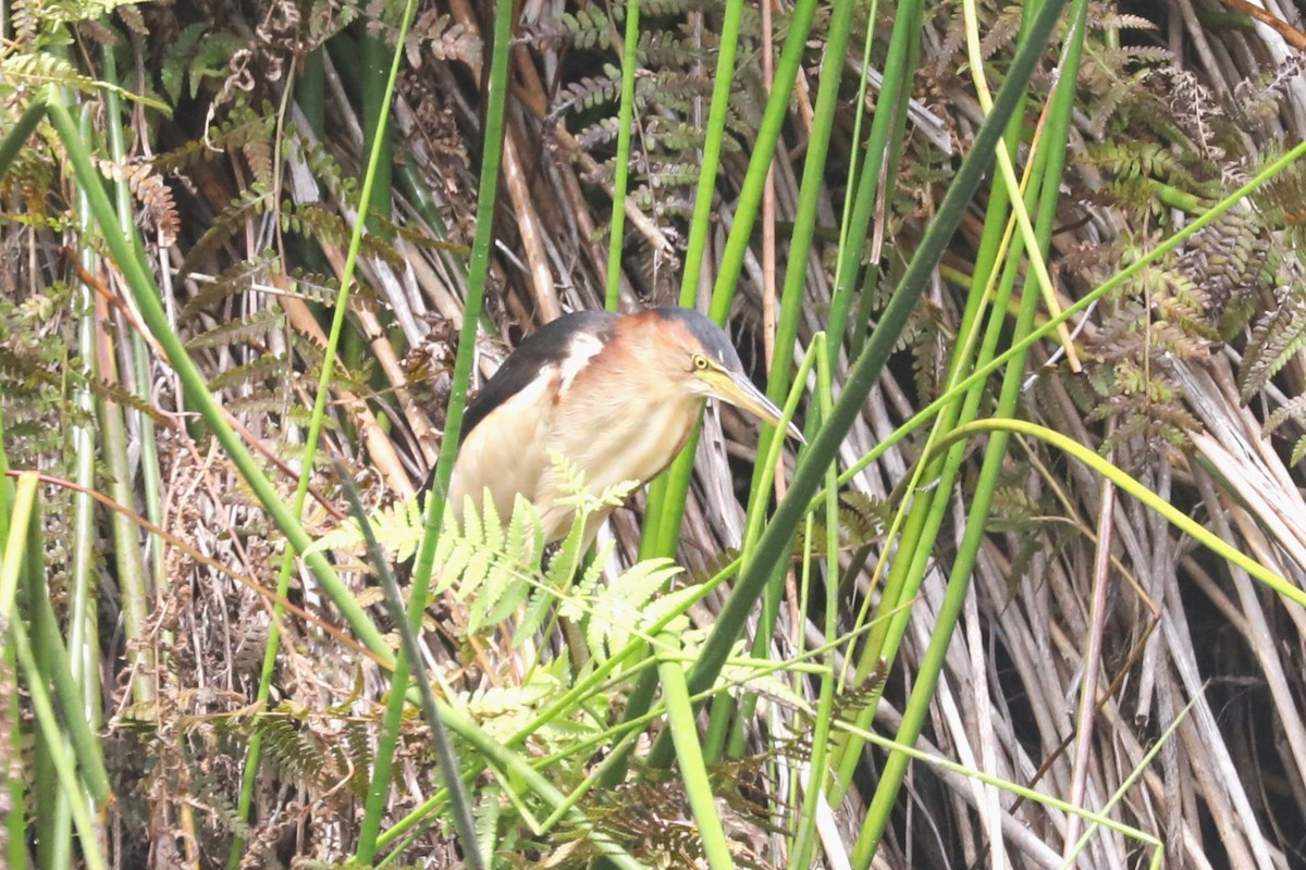 Black-backed Bittern - ML615091808