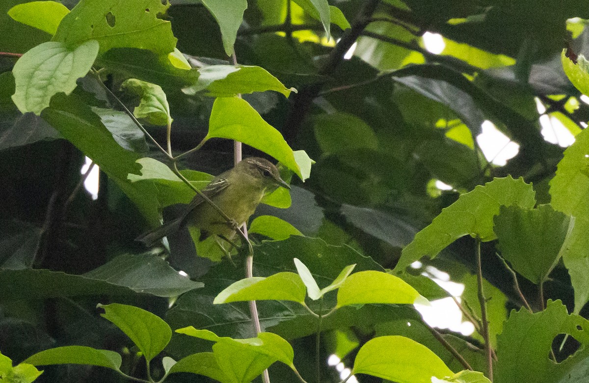 Yellow-breasted Antwren - ML615091887