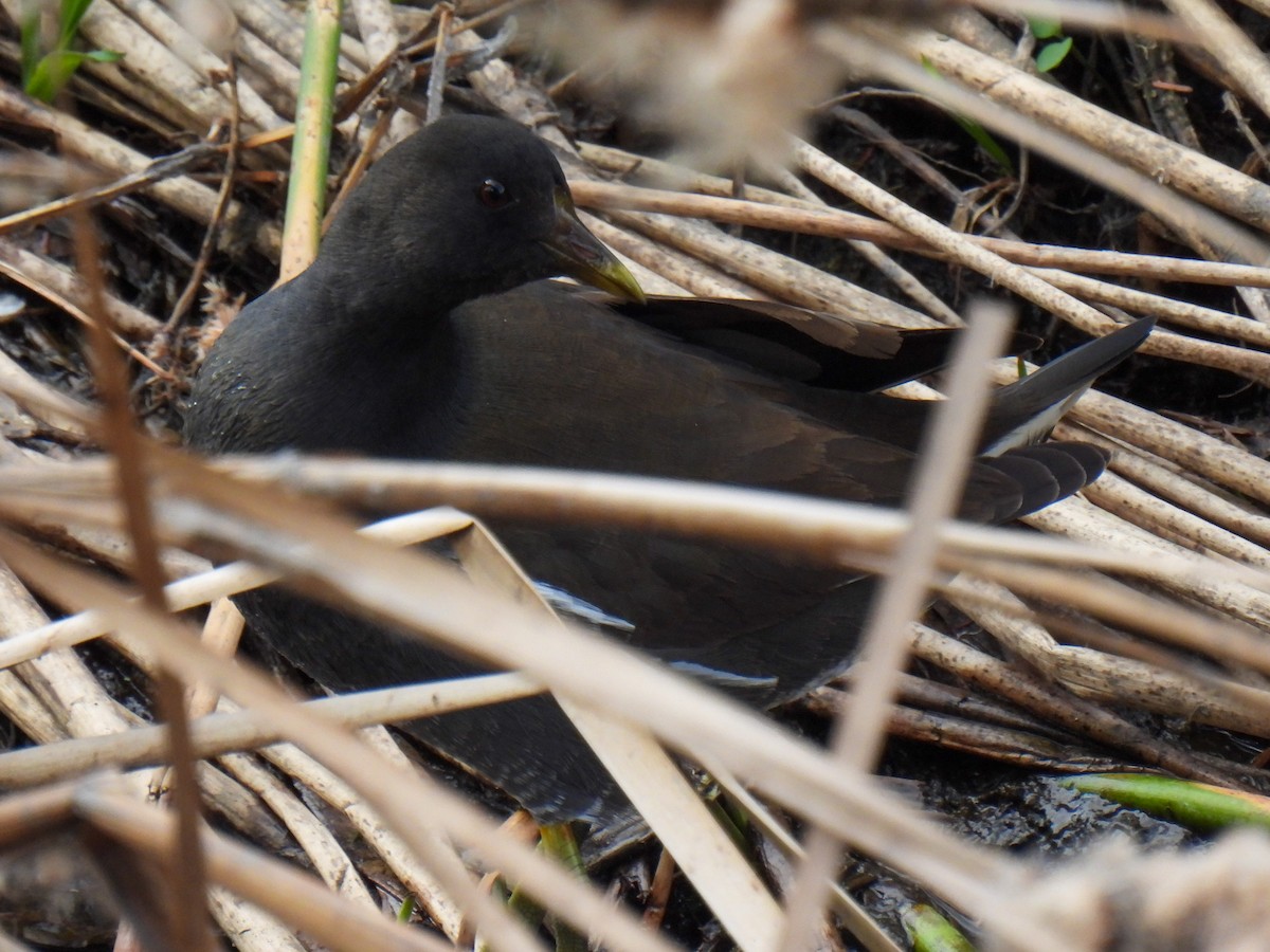Eurasian Moorhen - ML615091968