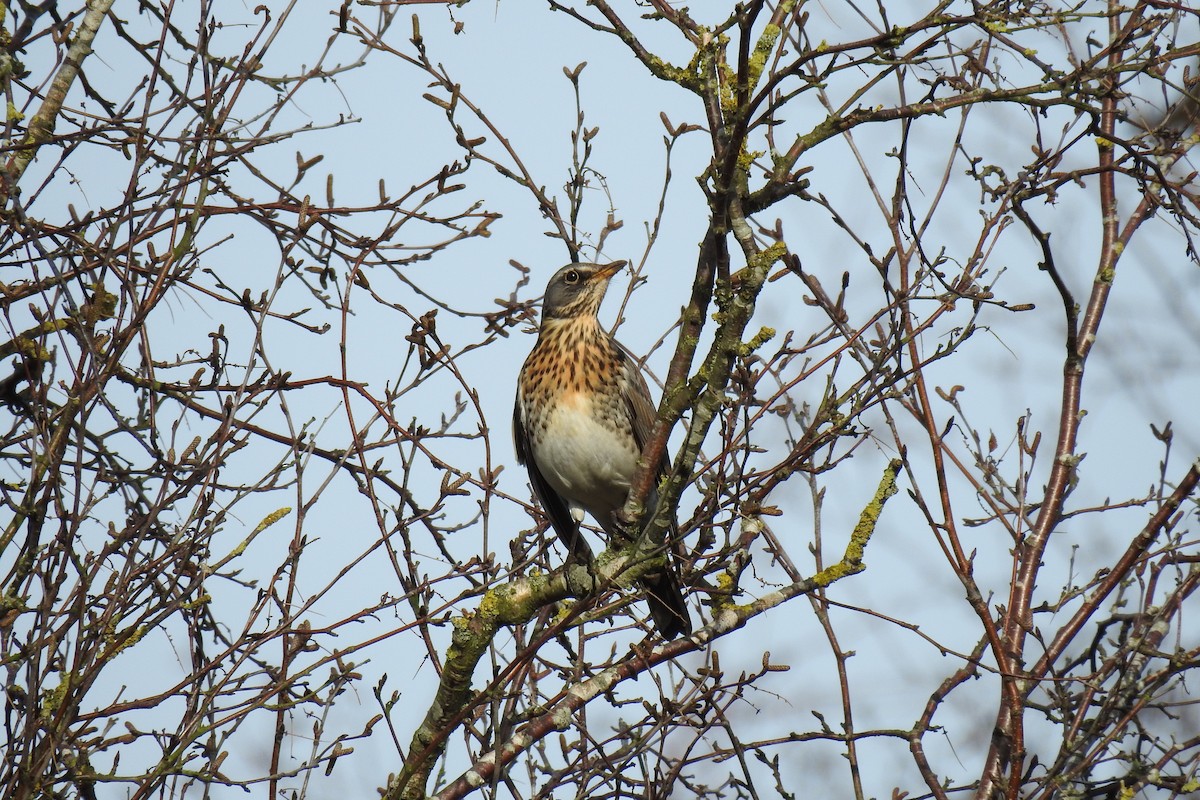 Fieldfare - Peter Hines