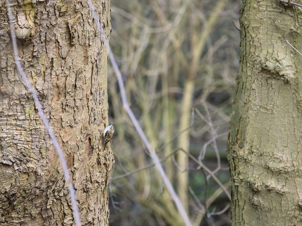 Eurasian Treecreeper - Mateusz G