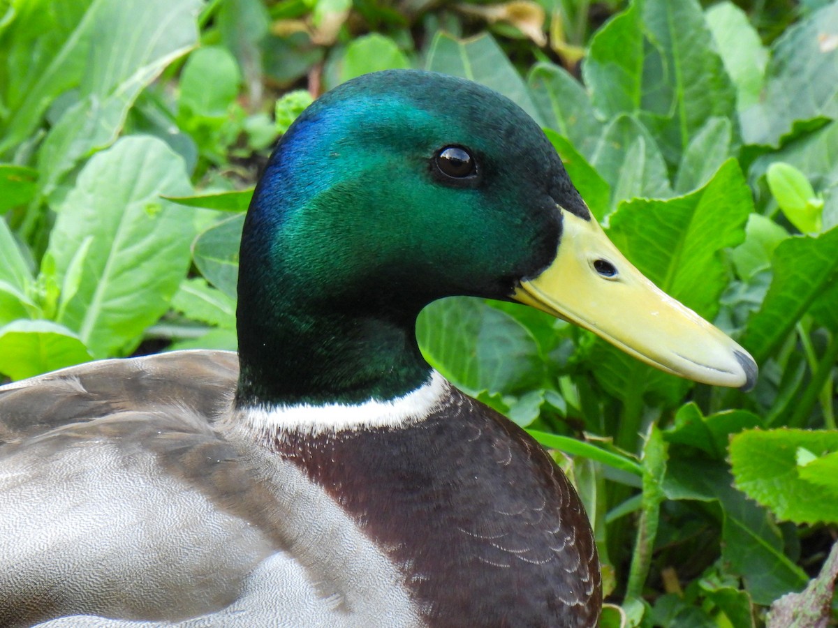 Mallard - ML615091996