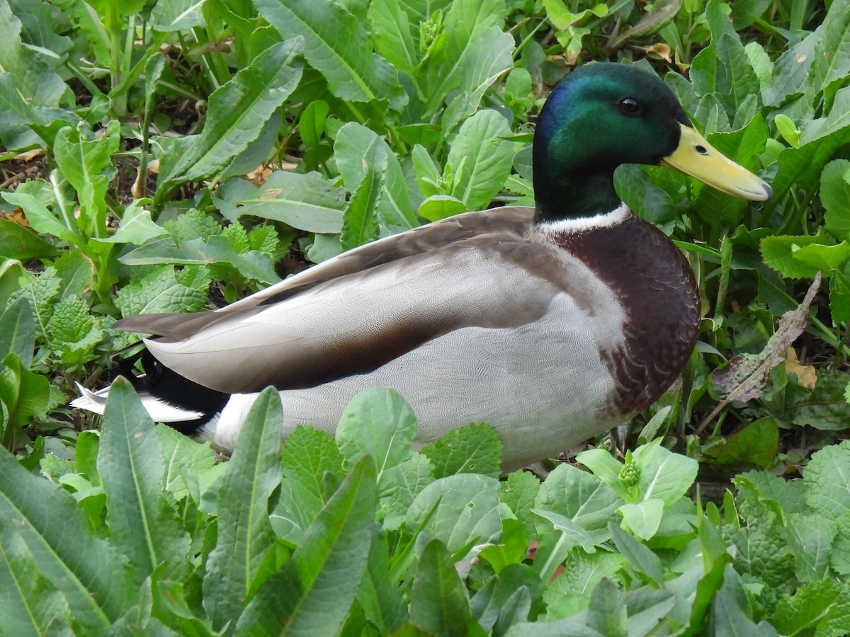 Mallard - ML615091997