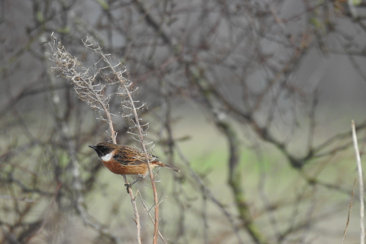 European Stonechat - Peter Hines