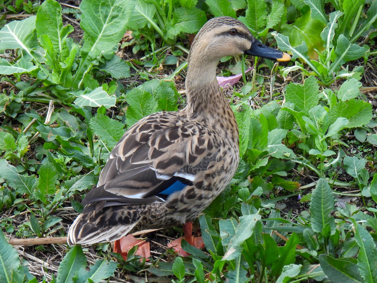 Mallard x Eastern Spot-billed Duck (hybrid) - ML615092005