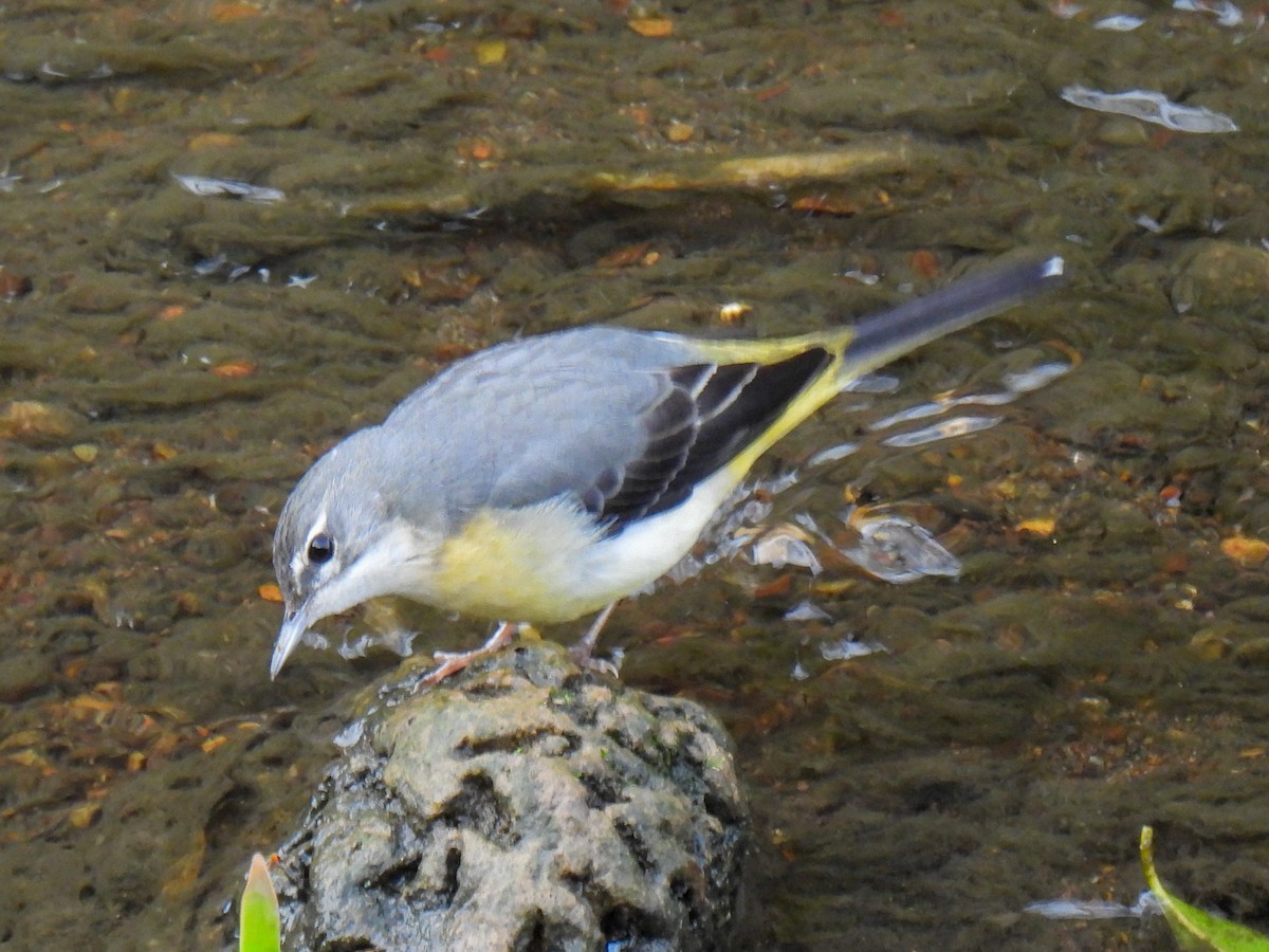 Gray Wagtail - ML615092077