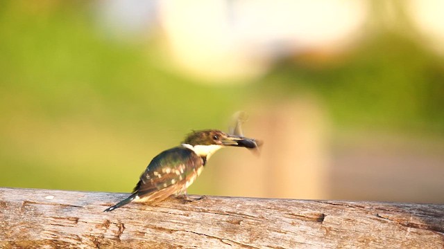 Green Kingfisher - ML615092106