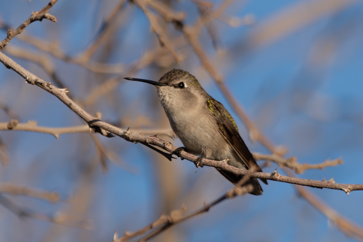 Costa's Hummingbird - ML615092135