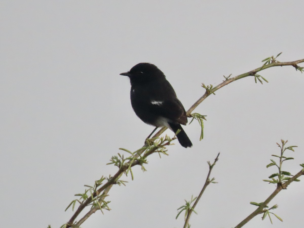 Pied Bushchat - ML615092142