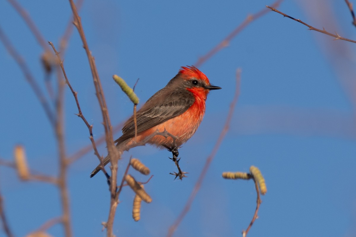 Vermilion Flycatcher - Anne Craig