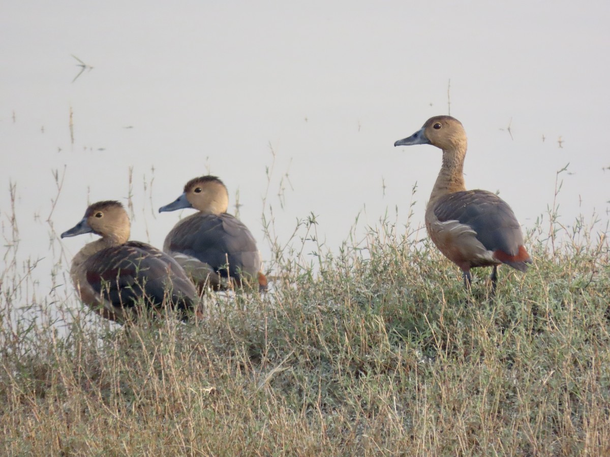 Lesser Whistling-Duck - ML615092188