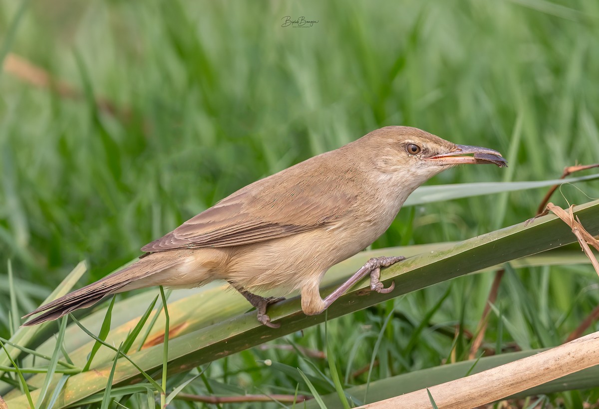 Clamorous Reed Warbler - ML615092209