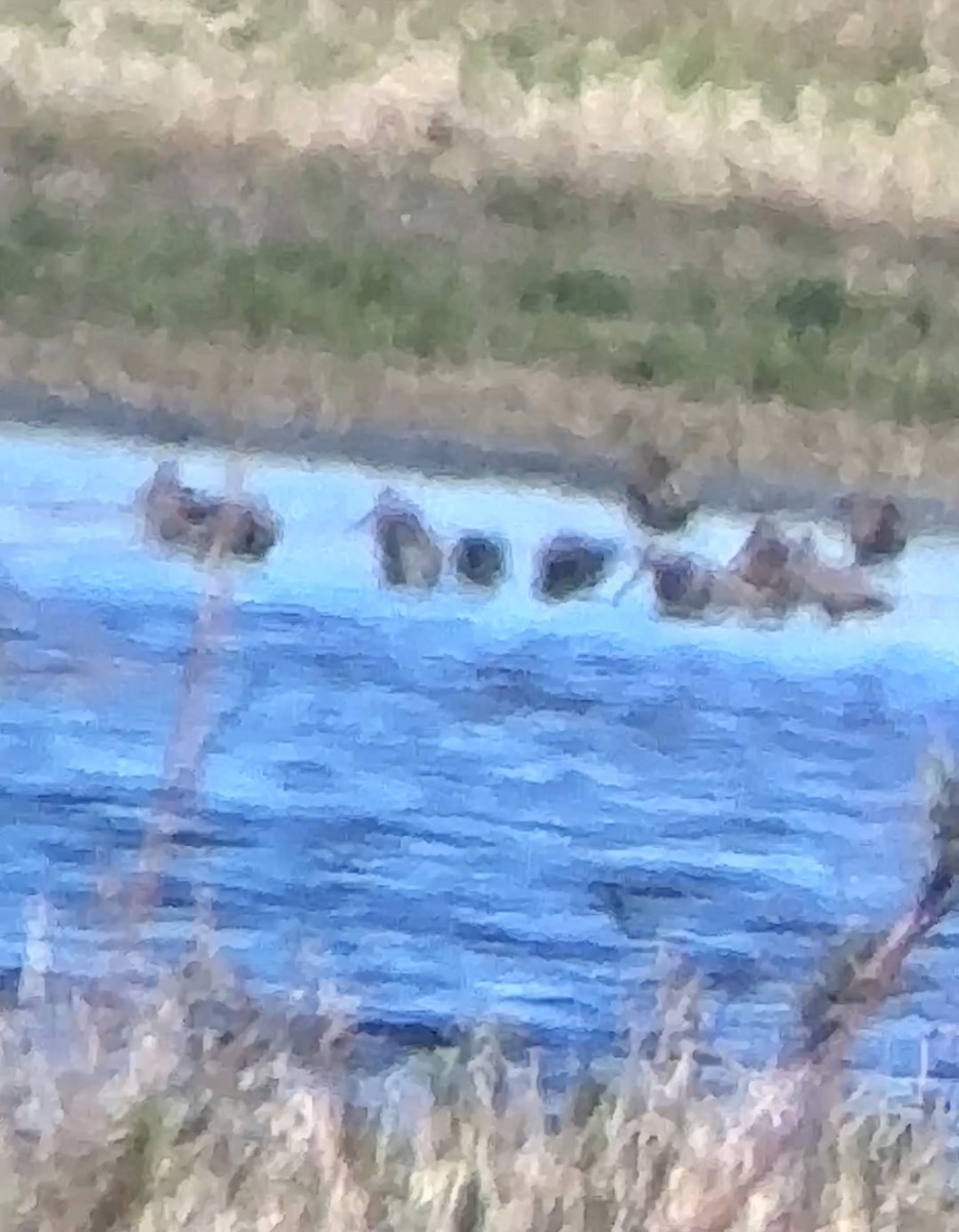 Long-billed Dowitcher - ML615092248