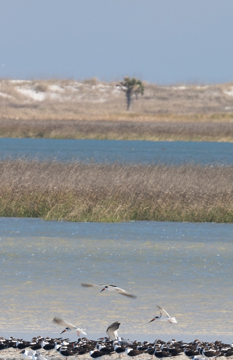 Black Skimmer - ML615092296