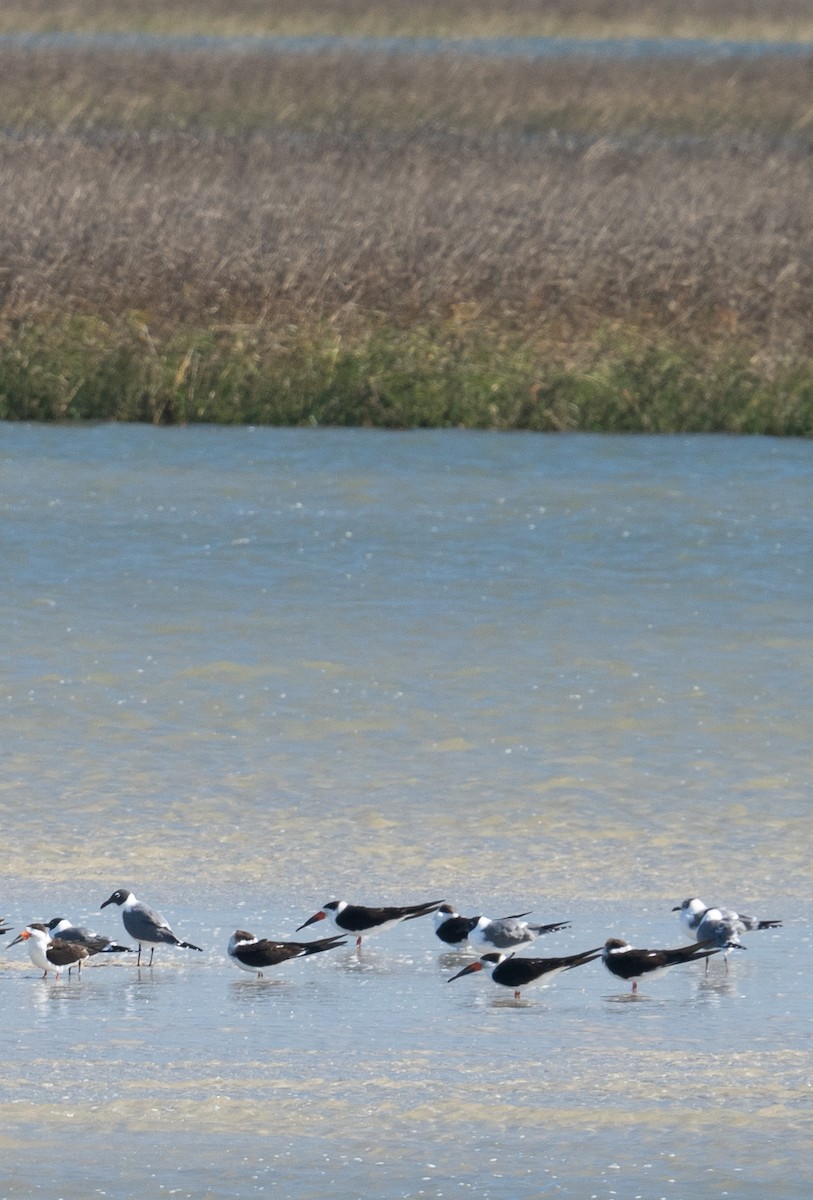 Black Skimmer - ML615092297