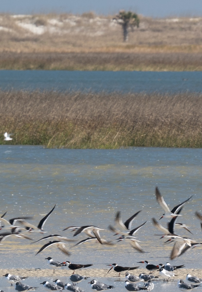 Black Skimmer - ML615092298