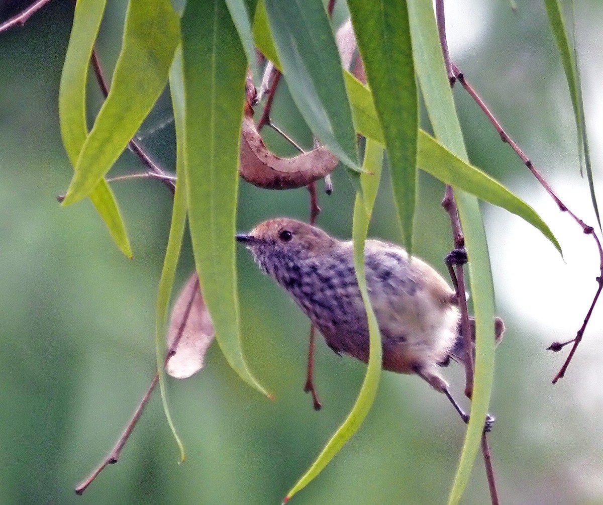 Brown Thornbill - ML615092307