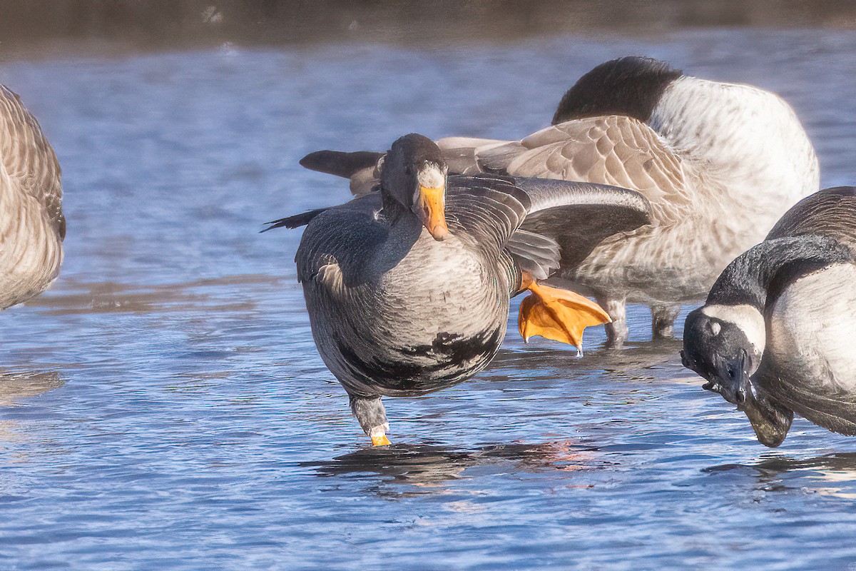 Greater White-fronted Goose - ML615092333