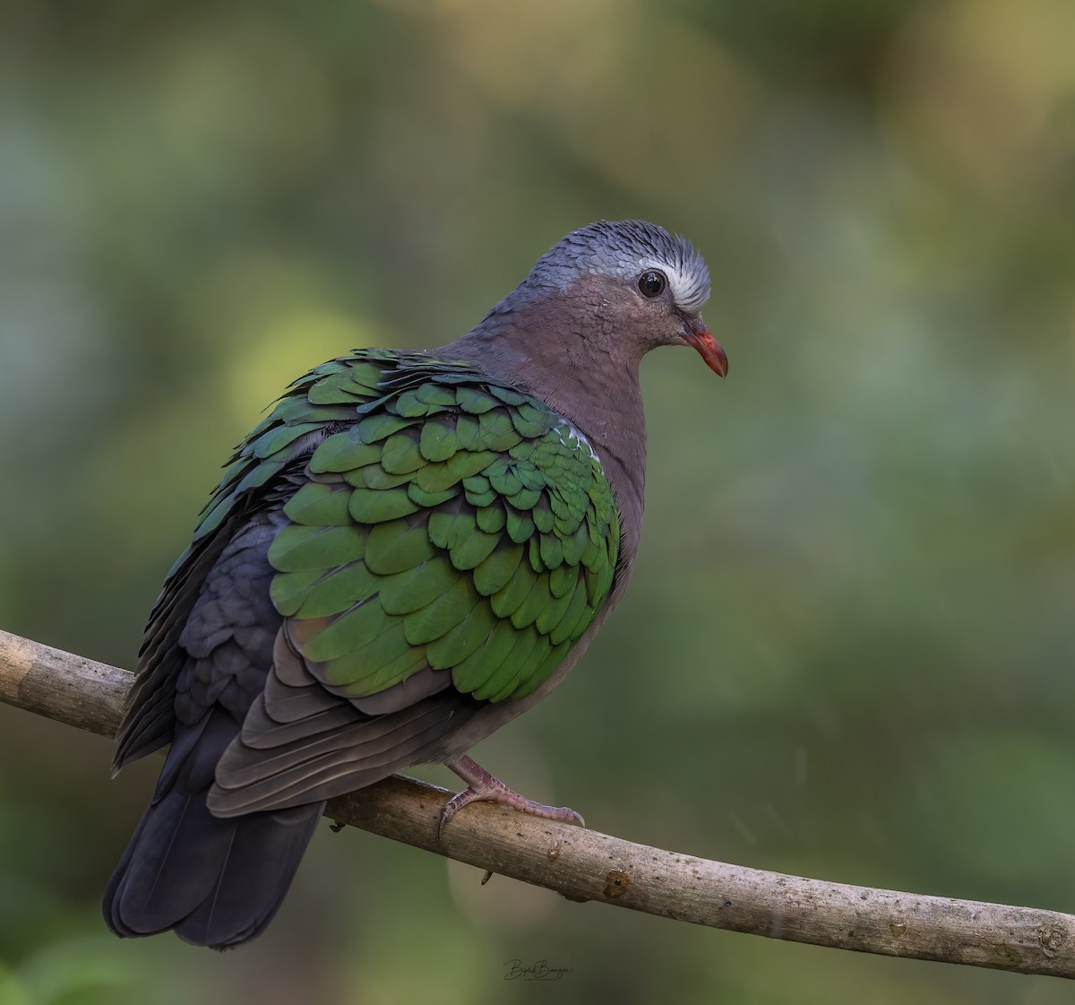 Asian Emerald Dove - ML615092343