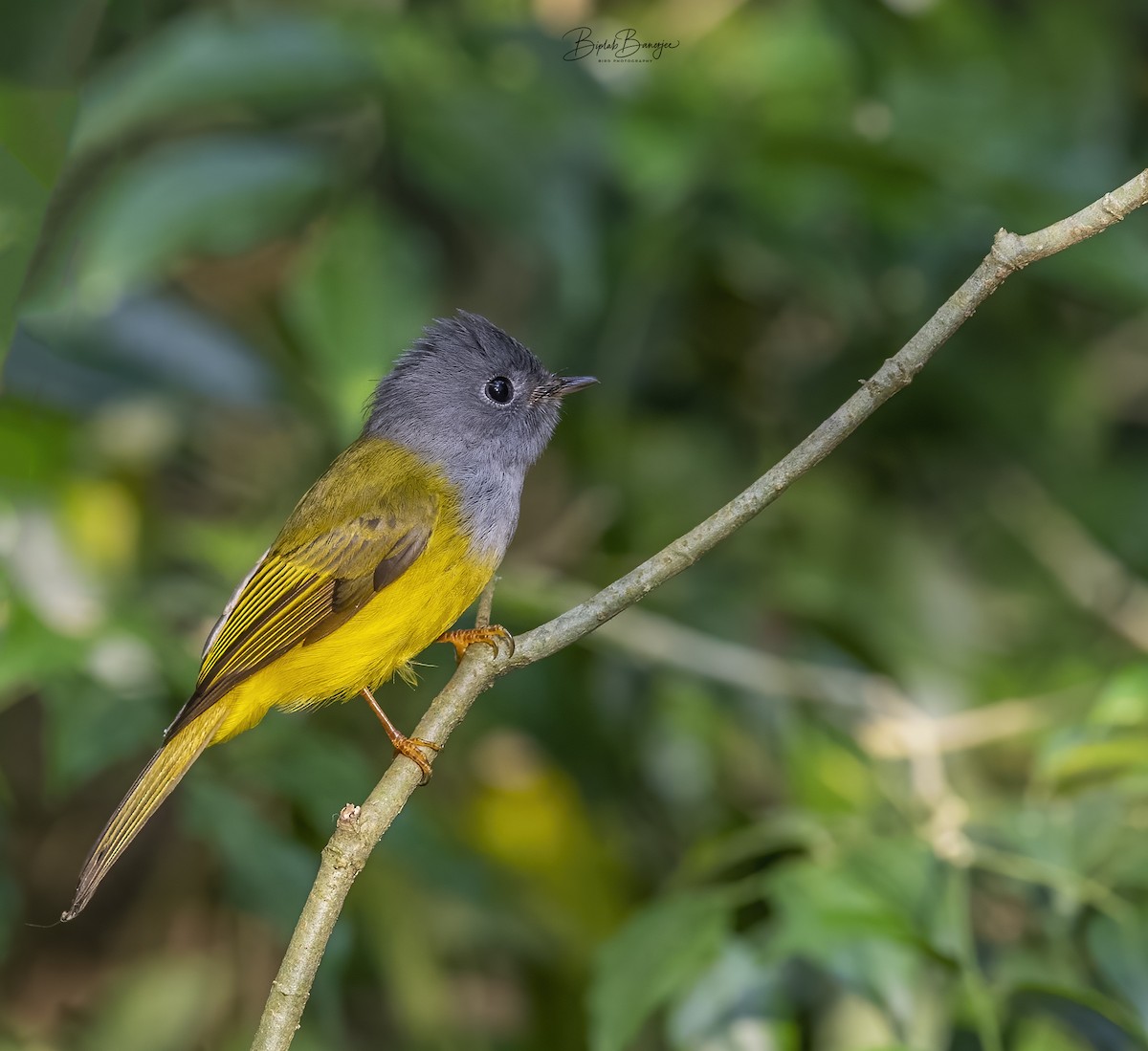 Gray-headed Canary-Flycatcher - BIPLAB BANERJEE